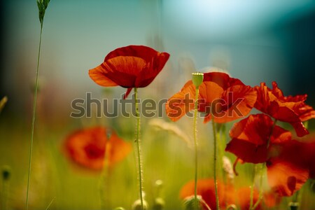 Red Corn Poppy Flowers Stock photo © nailiaschwarz