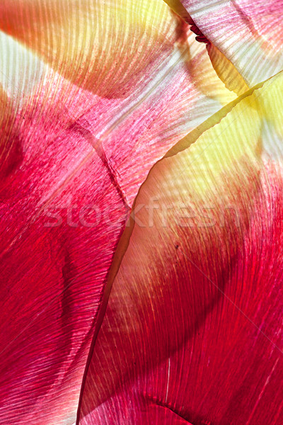 Tulip Leaves Stock photo © nailiaschwarz