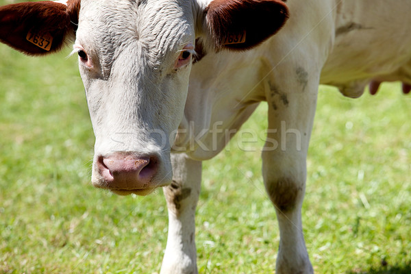 Stock photo: Cows