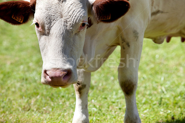 Vaches gamme été herbe bois arbres [[stock_photo]] © nailiaschwarz