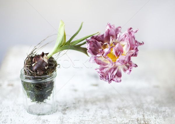 Tulip Still-Life Stock photo © nailiaschwarz