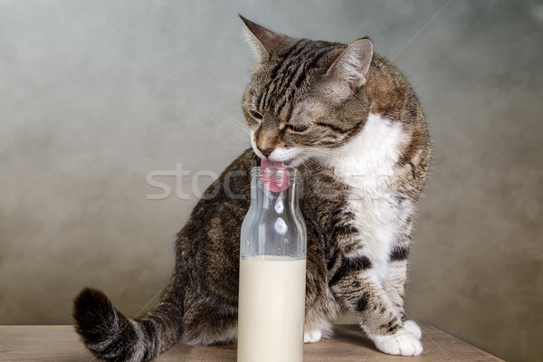 Foto d'archivio: Cat · latte · bottiglia · ritratto · casa