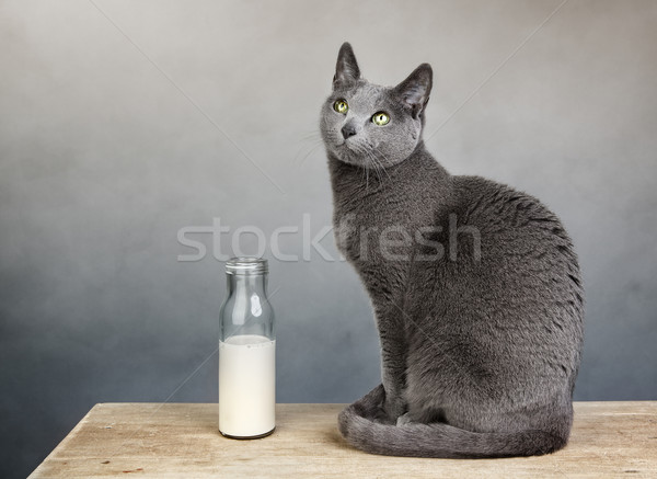 Cat and Milk Bottle Stock photo © nailiaschwarz