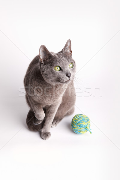 Grau Katze Ball Wolle Sitzung Blick nach unten Stock foto © nailiaschwarz