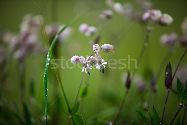 Alpine Meadow Stock photo © nailiaschwarz