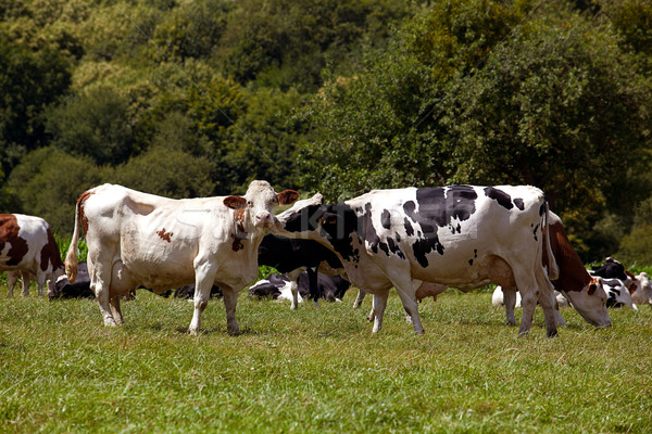 Cows Stock photo © nailiaschwarz