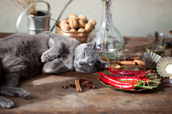 Cat on Table Stock photo © nailiaschwarz