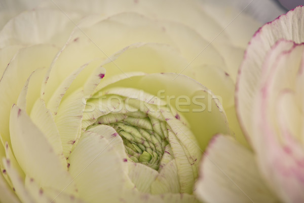 Persian Buttercup Flower Stock photo © nailiaschwarz