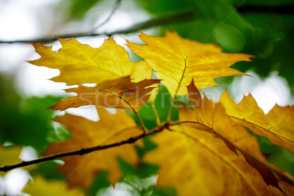 Autumn Leaves Stock photo © nailiaschwarz