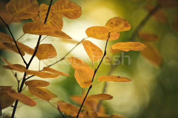 Autumn Leaves Stock photo © nailiaschwarz