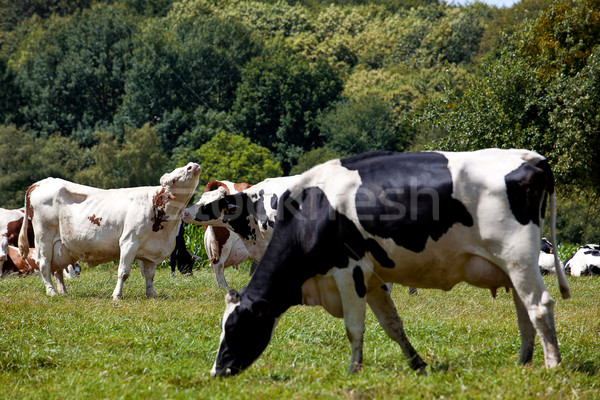 Vaches gamme été herbe bois arbres [[stock_photo]] © nailiaschwarz