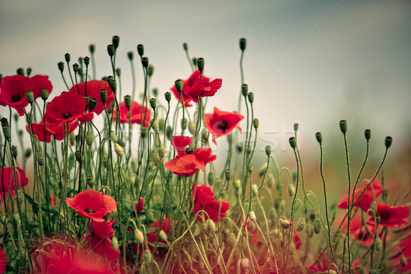 Poppy Meadow Stock photo © nailiaschwarz