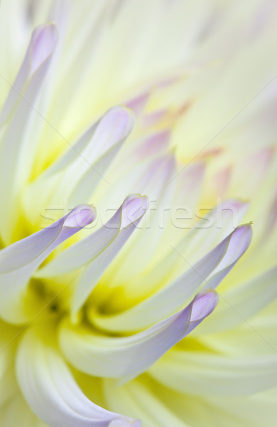 Pastel colored dahlia flower Stock photo © nailiaschwarz