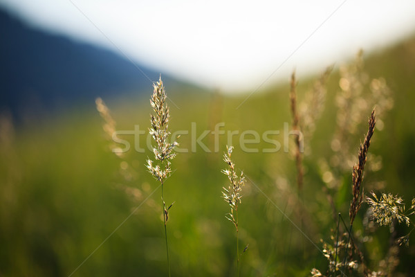 Alpino prado ervas plantas verão grama Foto stock © nailiaschwarz