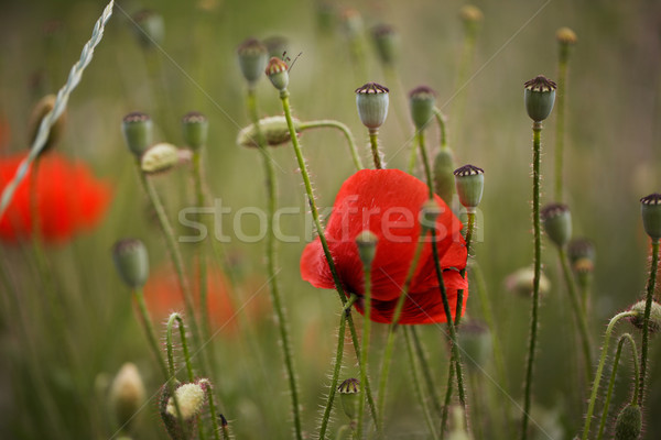 Red Poppy Flowers Stock photo © nailiaschwarz