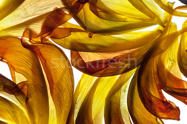 Tulipan pozostawia biały podświetlenie studio liści Zdjęcia stock © nailiaschwarz