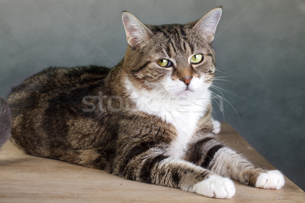 Cat Portrait Stock photo © nailiaschwarz