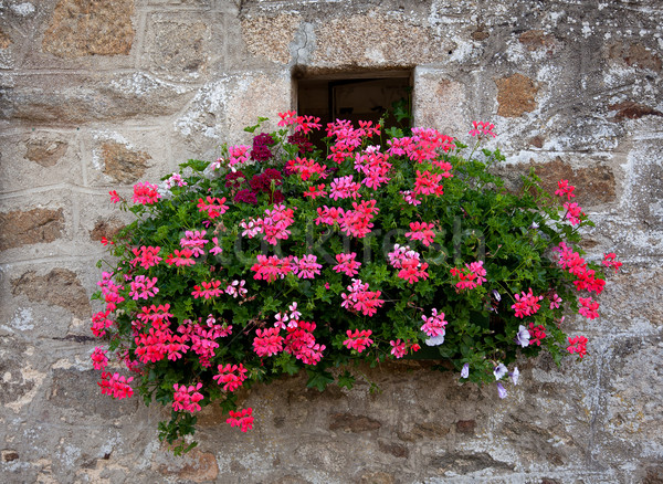 Blume Dekoration alten antiken Fenster Frankreich Stock foto © nailiaschwarz