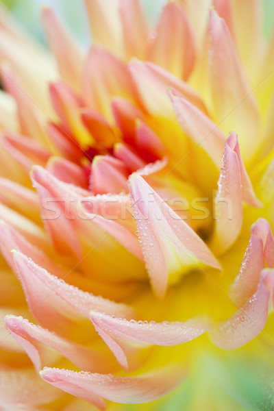 Dalia kwiat rosa krople makro Zdjęcia stock © nailiaschwarz