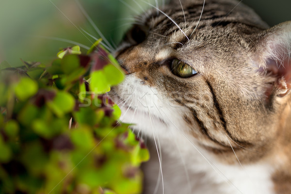 Kedi dört yonca yeşil bitkiler Stok fotoğraf © nailiaschwarz