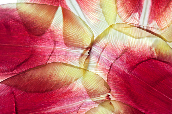 Tulipano foglie bianco retroilluminazione studio foglia Foto d'archivio © nailiaschwarz