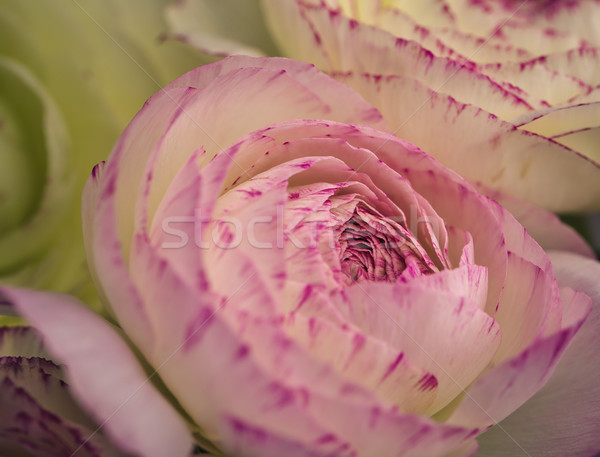 Flor macio pastel rosa Foto stock © nailiaschwarz