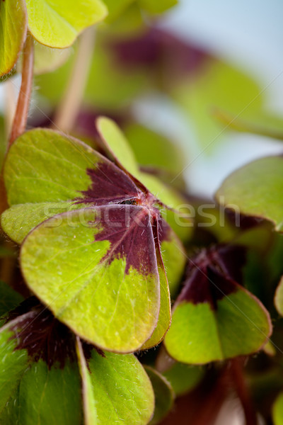 Quatre trèfle vert plantes printemps [[stock_photo]] © nailiaschwarz