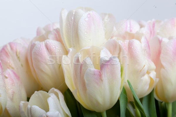 Tulipes gouttes d'eau bouquet pastel cadeau [[stock_photo]] © nailiaschwarz