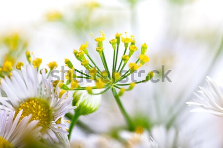 Fragile Dill umbels Stock photo © nailiaschwarz