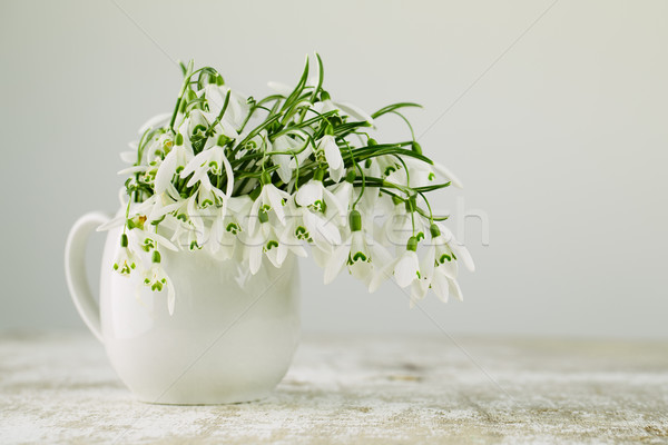 花 美しい 白 春 花 ストックフォト © nailiaschwarz