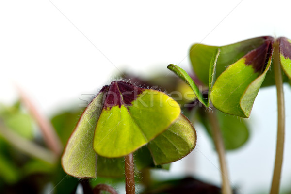 Cztery koniczyna zielone roślin wiosną Zdjęcia stock © nailiaschwarz