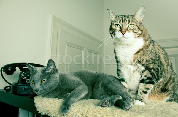 Two Cats Stock photo © nailiaschwarz