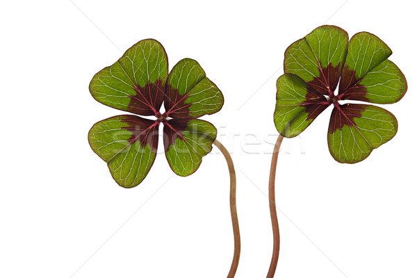 Four leaved Clover Stock photo © nailiaschwarz
