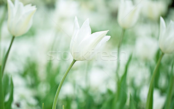 Lalele luminos colorat alb lalea flori Imagine de stoc © nailiaschwarz