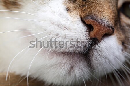 Domu kot portret trzy kolorowy Zdjęcia stock © nailiaschwarz