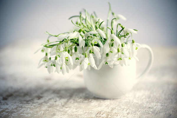 Snowdrop Flowers Stock photo © nailiaschwarz