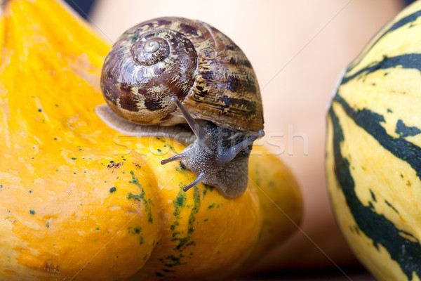 Caracol outono imagem europeu abóboras Foto stock © nailiaschwarz