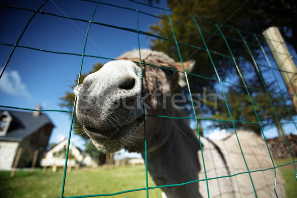 Pequeno cinza burro engraçado cara verde Foto stock © nailiaschwarz