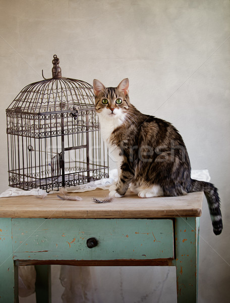 Cat and Bird Stock photo © nailiaschwarz