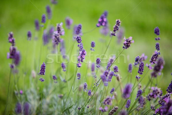 Lavender Stock photo © nailiaschwarz