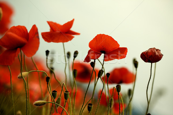Czerwony maku kwiaty łące piękna jasne Zdjęcia stock © nailiaschwarz