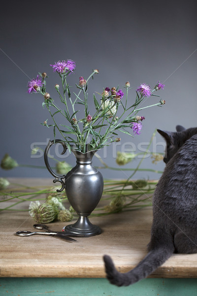 Still-Leben Katze Blumen blau Porträt Stock foto © nailiaschwarz