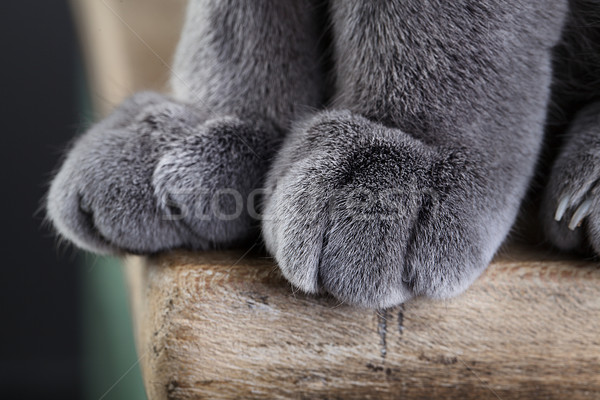 Stock photo: Pussyfoot