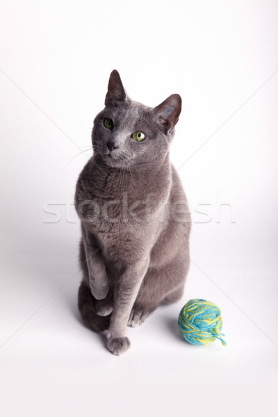 Grau Katze Ball Wolle Sitzung Blick nach unten Stock foto © nailiaschwarz