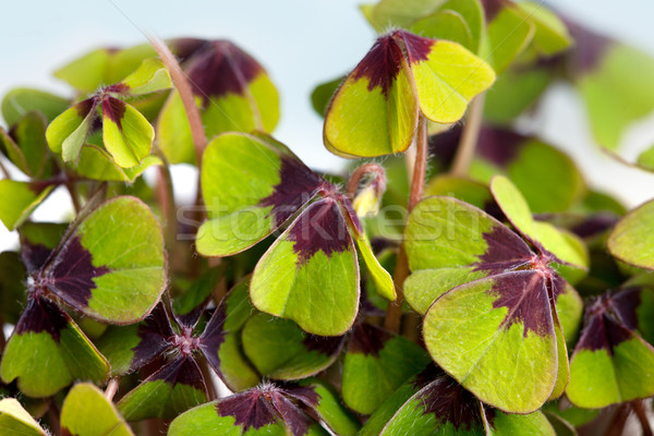 Four leaved Clover Stock photo © nailiaschwarz