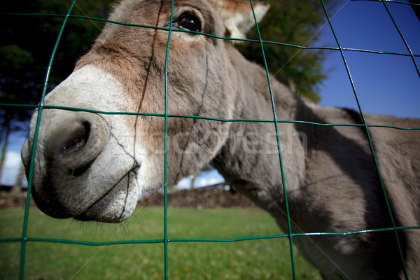 Pequeño gris burro funny cara verde Foto stock © nailiaschwarz