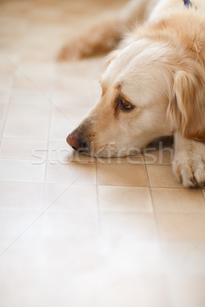 Golden retriever studio portret piękna złoty psa Zdjęcia stock © nailiaschwarz