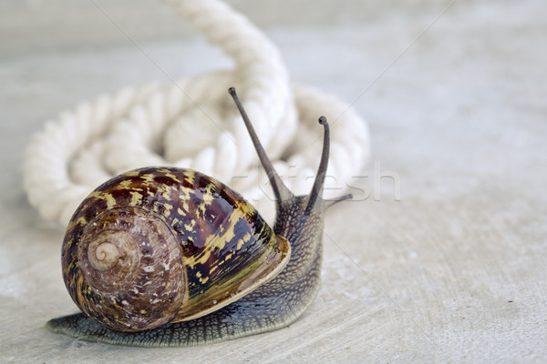 Curious Snail Stock photo © nailiaschwarz