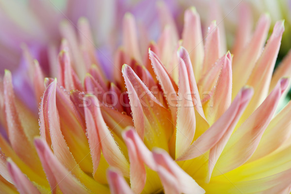 Dalie floare roua picături macro Imagine de stoc © nailiaschwarz