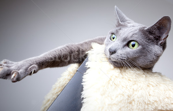 Stockfoto: Russisch · Blauw · kat · studio · portret · ogen